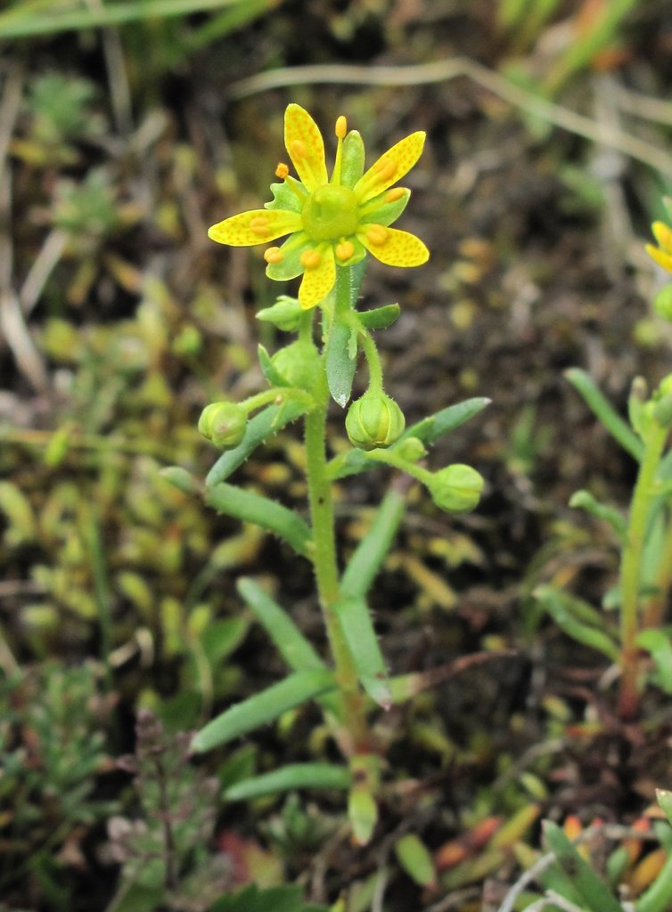 Saxifraga aizoides